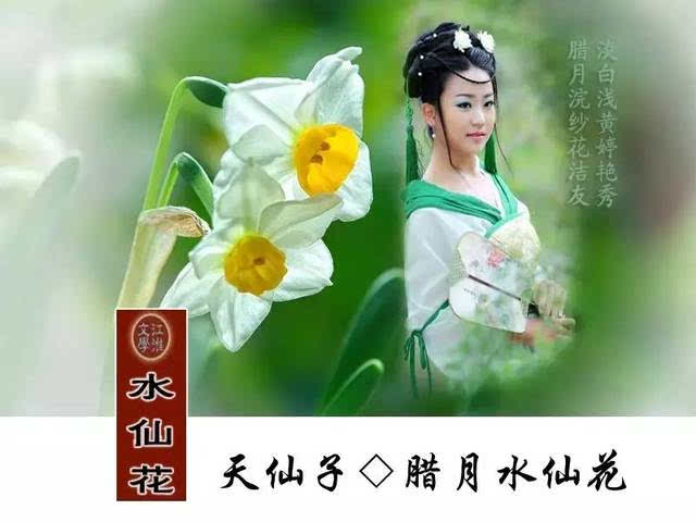 江淮文学┃花儿(黄良妹)天仙子~咏十二月花神专辑