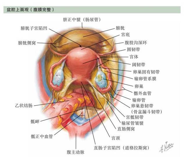 子宫前方覆盖的腹膜在峡部反折覆盖于膀胱上方构成膀胱子宫陷凹.