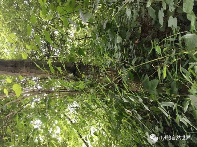 的褐斑异痣蟴(ischnura sengalensis)雄虫,它缓缓飞到近处的竹叶上,与