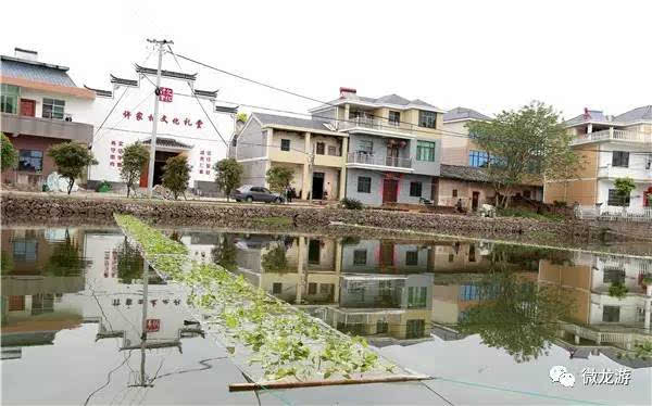 模环乡许家村塘边大塘种植水生植物