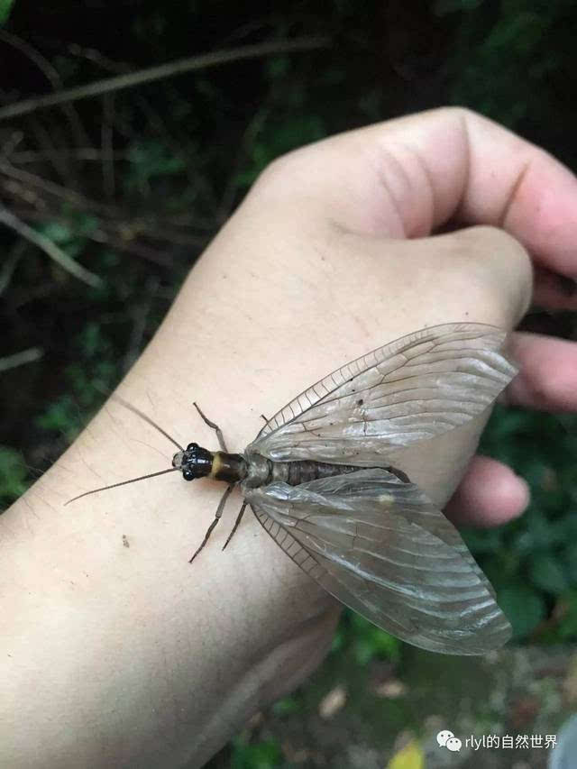 那是一只刚羽化的斑鱼蛉(chauliodinae weele,这很可能就是上文提到