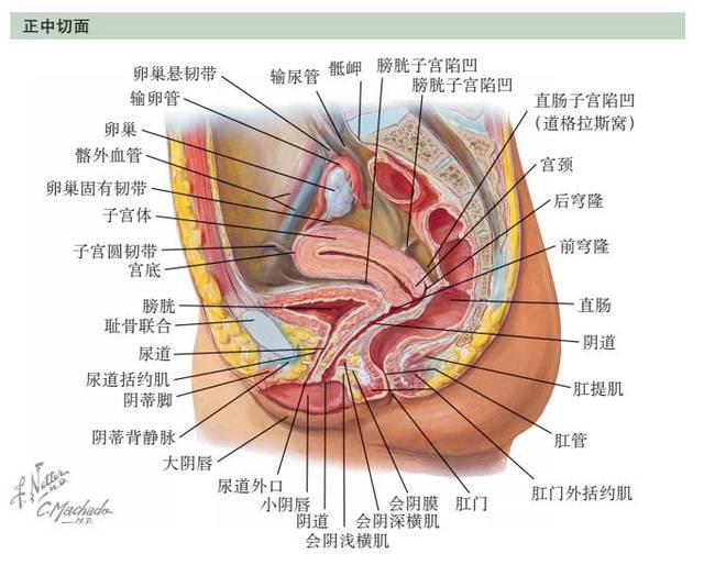 子宫前壁是平的,看起来向前向下卧于膀胱上.