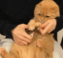 每次被剪指甲,猫咪都有种四大皆空的感觉!