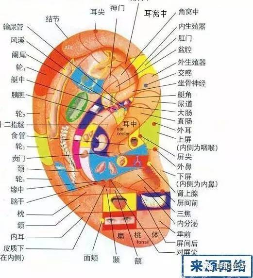 健康小贴士:按摩耳朵穴位,巧除身体病痛!