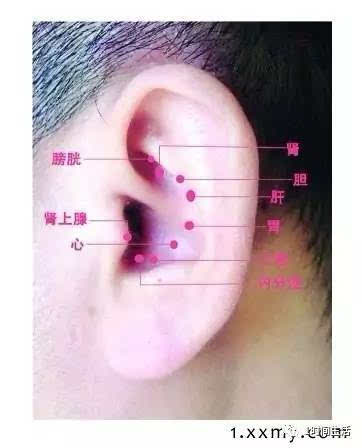 青海省某医院医生:耳穴联系着全身的所有器官和部位,耳朵的形状就像一