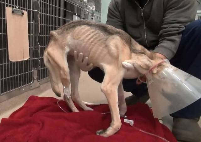 狗狗被人虐待到皮包骨,被救助后的前后反差让人泪目