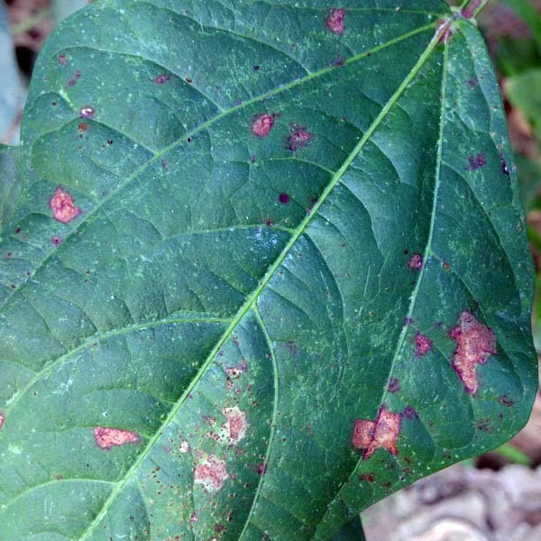 叶斑病   叶斑病在豆科作物中是比较常见的,多发与植株苗期.