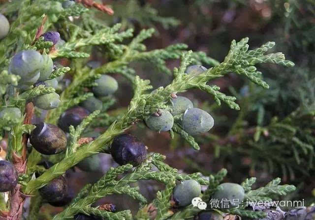 柏香籽,热振寺的最好吗?其实你家门口就有