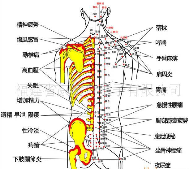 不同,不同的经络2,人体背部:人体背后有哪些器官腰这个概念比较笼统.