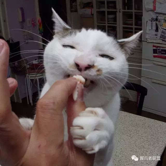 凭一对鸡爪走红,这只红透半边天的丑猫到底有何魅力?