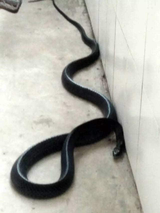 经现场人员目测,该乌梢蛇长达3米,粗如手臂,实属难得一见的大蛇.
