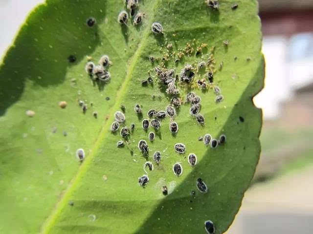 夏季橘园这些"侵入者"千万要当心哦!潜叶蛾,锈壁虱,黑刺粉虱