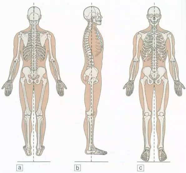 侧面,二个角度观察身体从头到脚的位置,就可以评估静态时体态是否正常