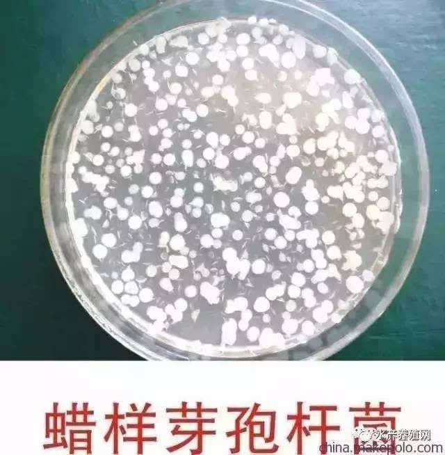 em菌的神话or鬼话?你都听过哪些?芽孢杆菌和光合菌在调水中的真实作用