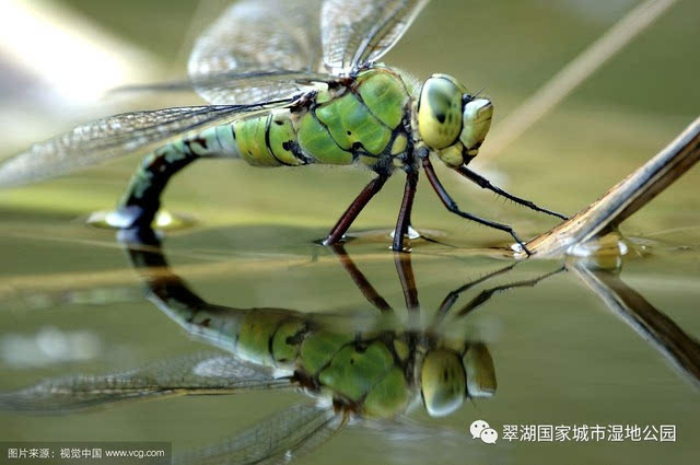 雌蜻蜓产卵于植物,枯木内或干土中,又或被掉在水面上.