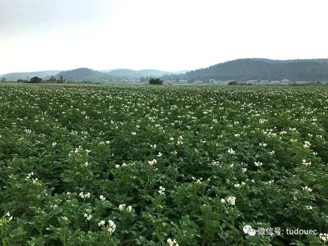 【薯事记】东辽县马铃薯进入盛花期和薯块膨大期