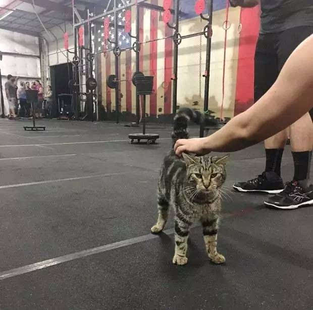 流浪猫误打误撞闯进健身房,然后就成为健身房老大了!