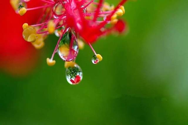 【湿地悦享】开一株善良之花,绽放生命的美丽,留住灵魂的芳香.