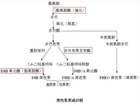 们在图中可以看到,酪氨酸酶,dhica氧化酶,多巴色素互变酶在黑色素的