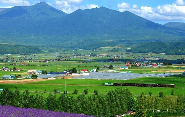 室外绝景!北海道富田农场彩色花田被誉为情侣圣地