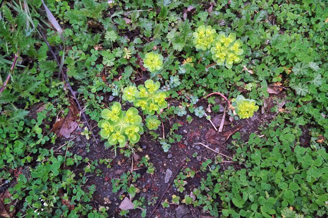 农村的"马虎眼草"富含乳浆,剧毒,却是癌症克星