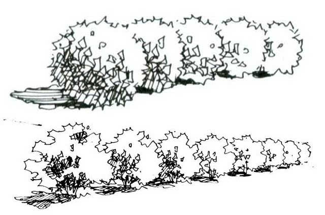人工绿篱,是人类在连续整齐的原生灌木下通过修剪,造型,人工干预过后