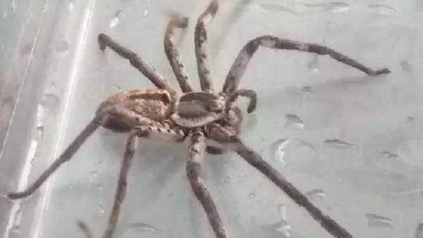 发现一个从澳大利亚布里斯本寄来的箱子里,跳出了一只巨型猎人蜘蛛