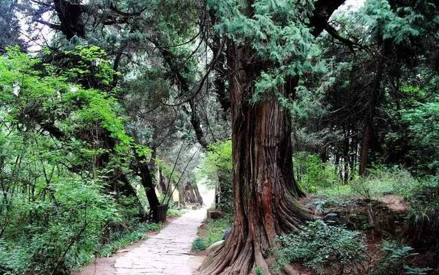 图:成都自助游 广元人 穿越遮天蔽日的古柏林 依偎在剑门关东部的