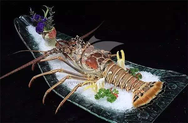 美国花龙 spiny lobster,小蜜蜂)