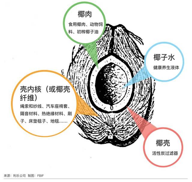 深度揭秘椰子水:长在树上的"生命之水"