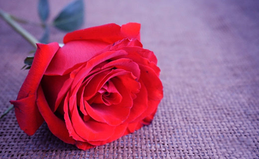 女人是做红玫瑰好,还是白玫瑰好呢?