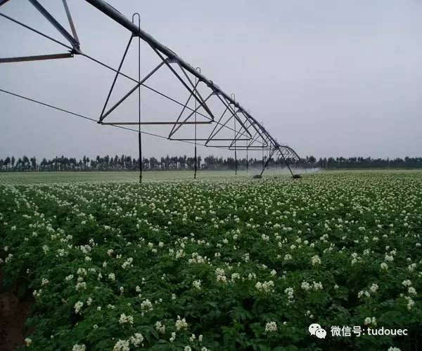 【薯课堂】马铃薯田间除草剂的选用