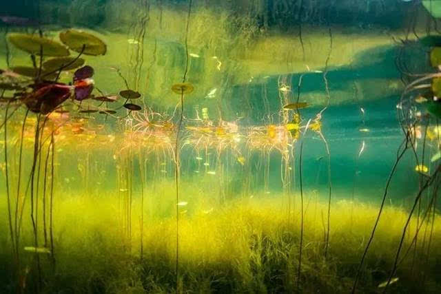 水底摄影 | 鱼眼中的植物世界
