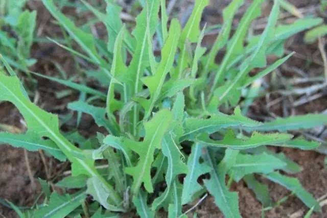 图说|| 诗经里的野菜,你见过几种?