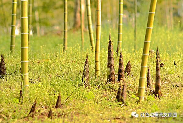 竹子的另一个副产品就是竹笋,西双版纳不管是细的竹笋还是粗的毛笋都