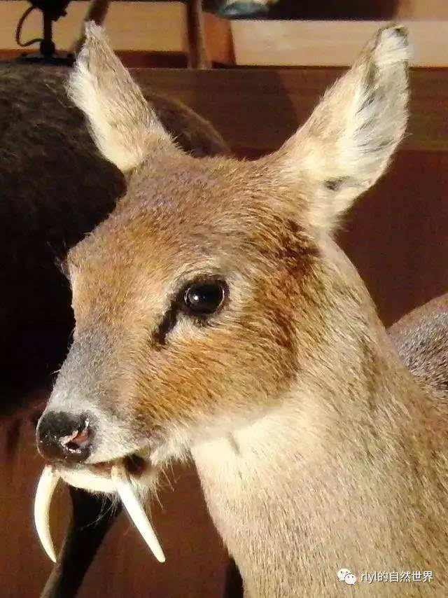 獐和其他鹿科动物不同在于,它们不长角而长有8到10厘米的犬齿,仅限