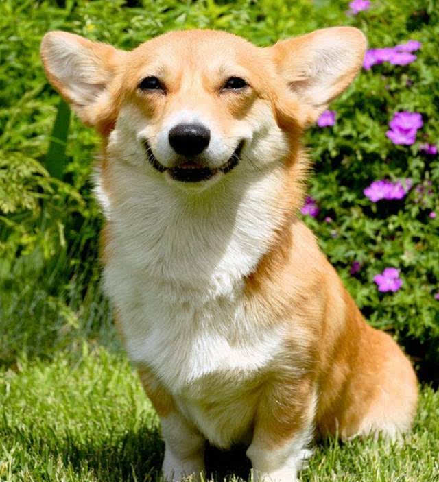 爆可爱柯基狗狗照片会让你无法控制脸上的笑容
