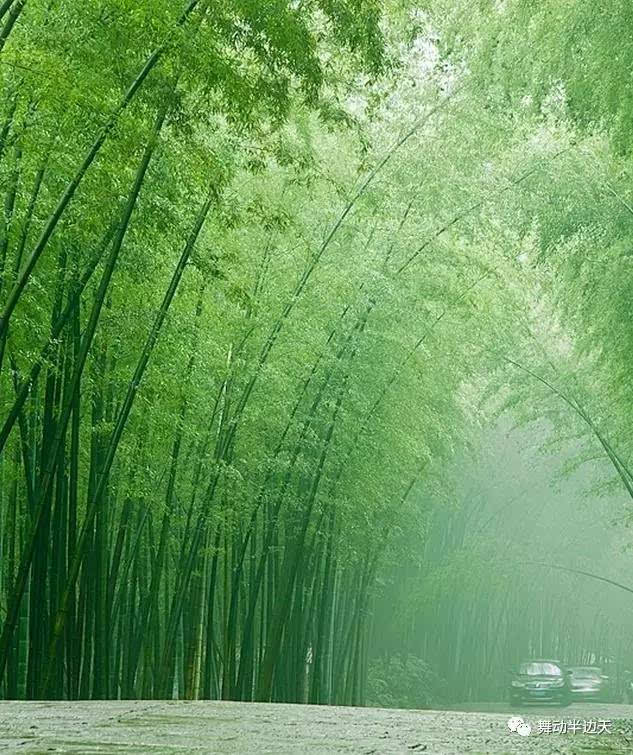 舞蹈《竹林听雨》,宁静淡泊悠远!美极了!