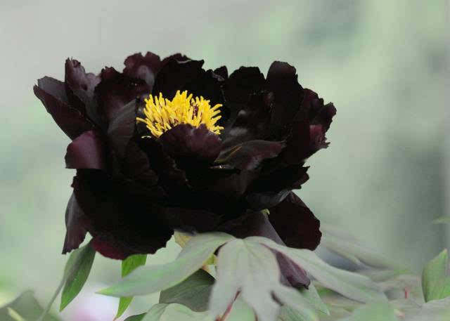 八种黑色花,你见过吗?