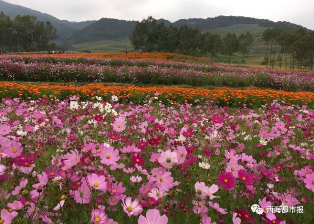 野炊,徒步,花海.都在这里!