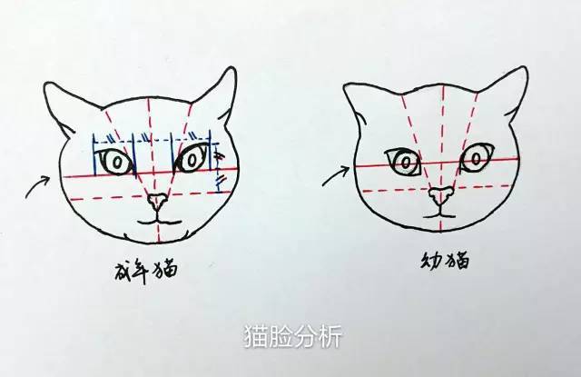 大家知道画人脸有三庭五眼,那猫脸也可以套用.