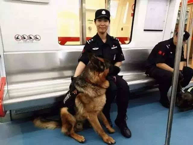 石家庄|探秘省会地铁警犬