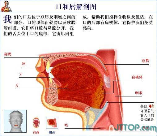 了解我们自己~~ 人体结构解剖图