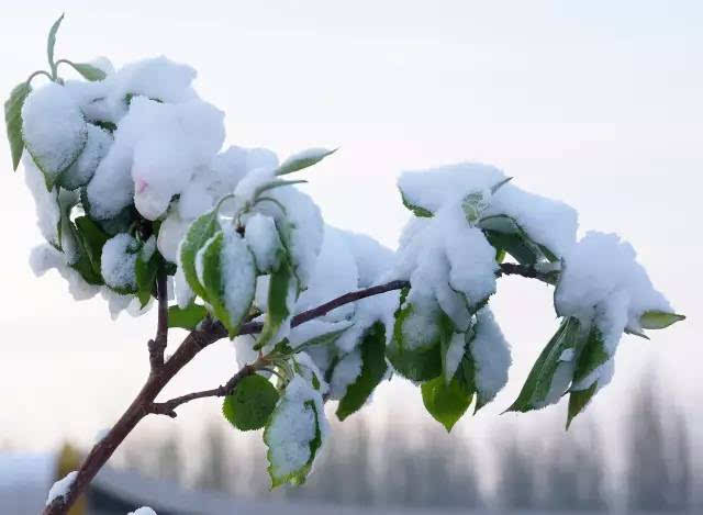 春天的一场快雪,描绘出一幅幅北国之春.