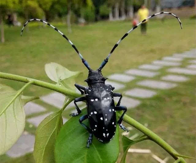 夏天的虫子,作为洞口人,你认识几种?