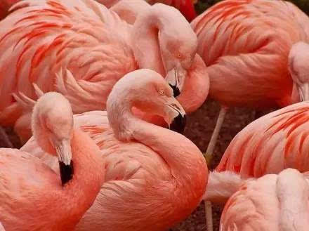 时髦精们为什么都爱这只粉色的鸟?