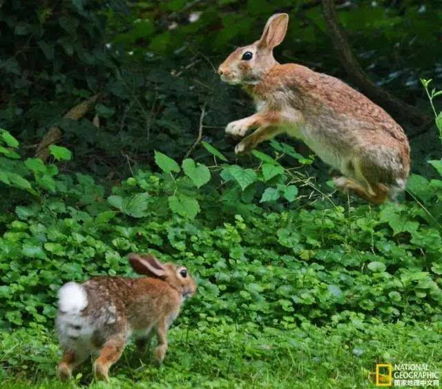 两只小兔子正在草丛中你追我赶.