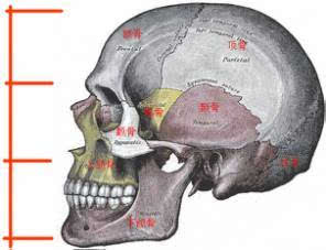 头骨构造