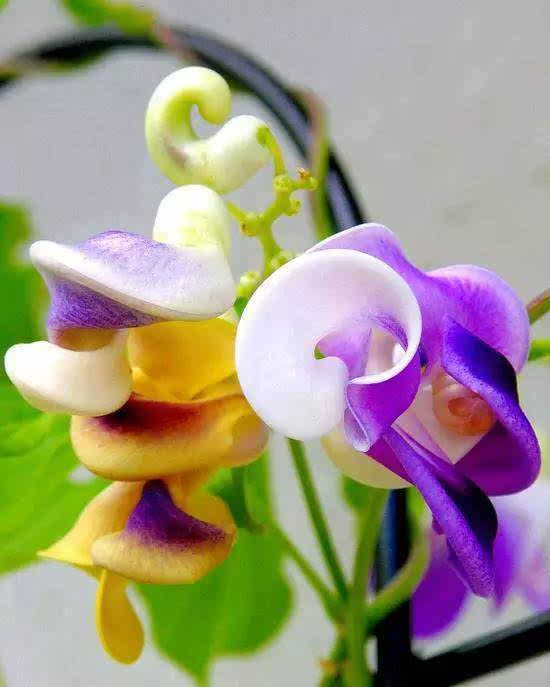 世界上最罕见的花~太美啦!