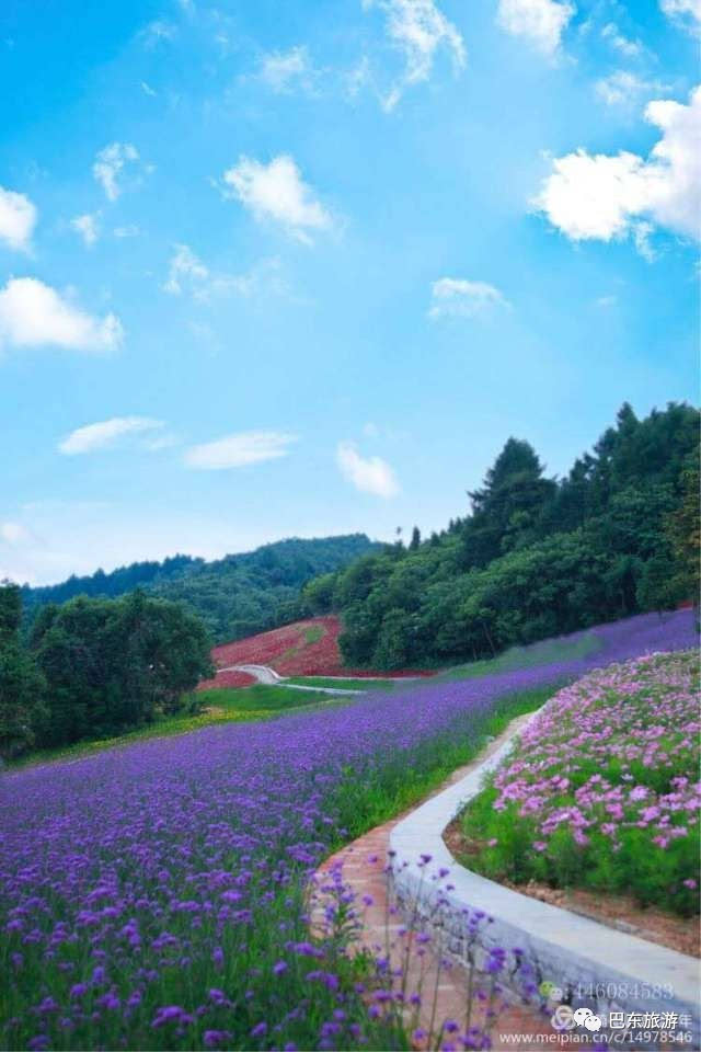 这个夏天,野三关的森林花海在等你来!